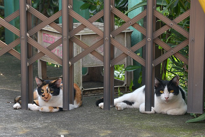 街のねこたち