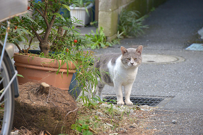 街のねこたち