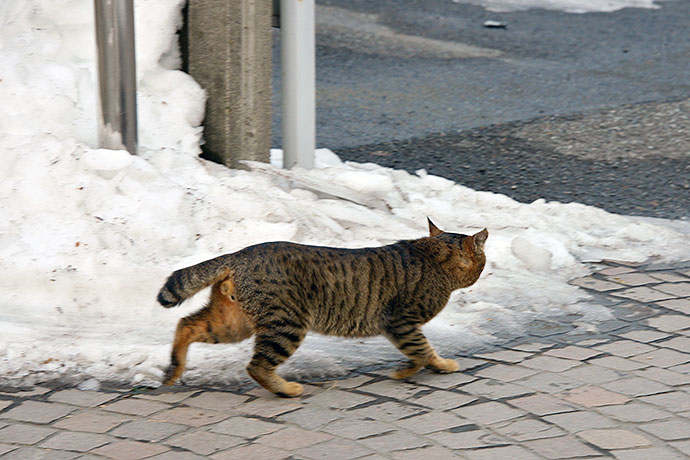 街のねこたち