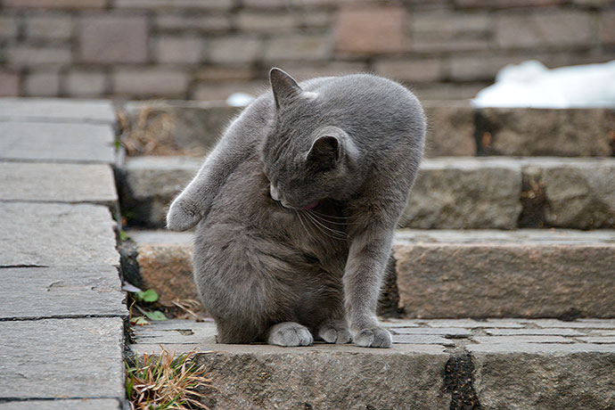 街のねこたち