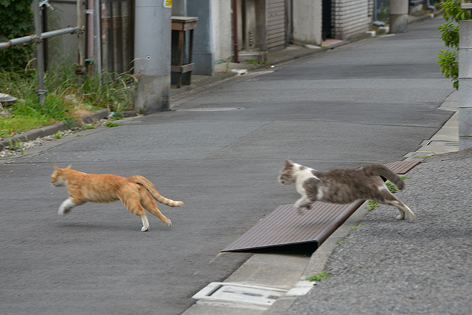 街のねこたち