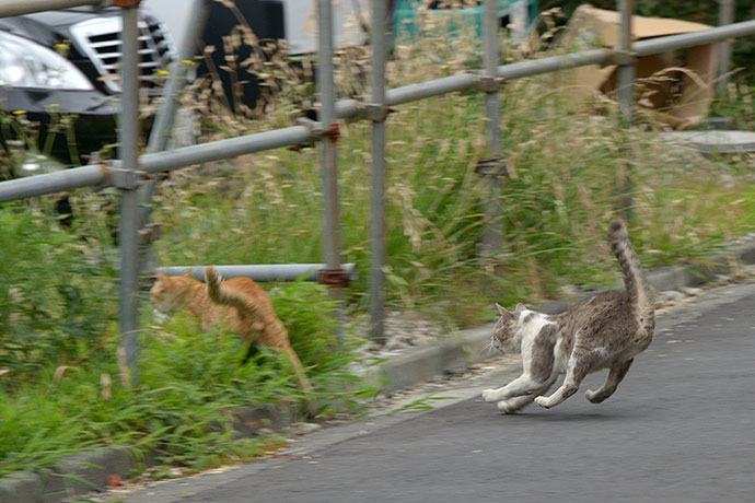 街のねこたち