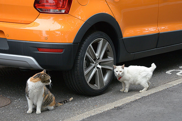 街のねこたち