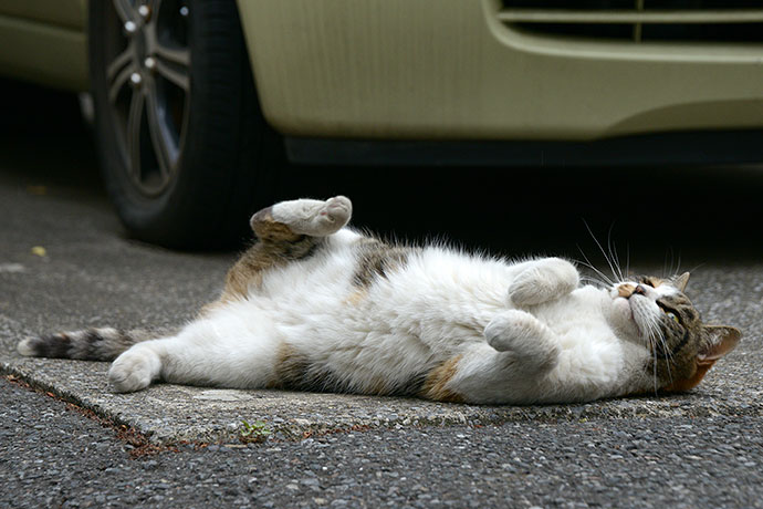 街のねこたち