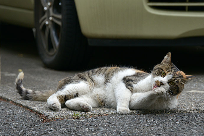 街のねこたち