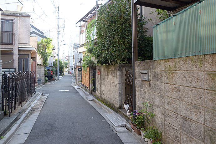 街のねこたち