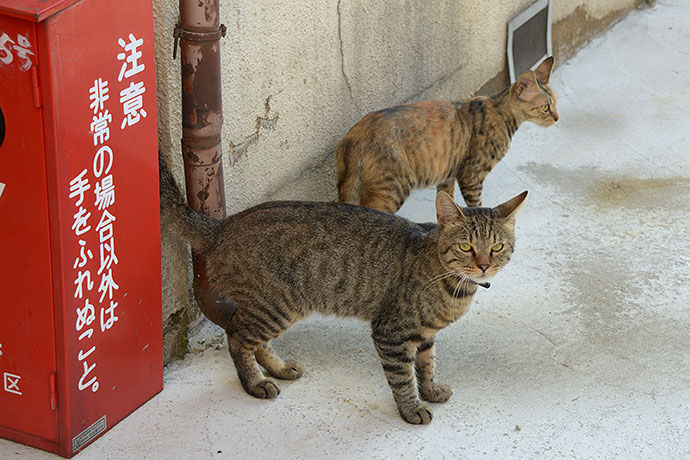 街のねこたち