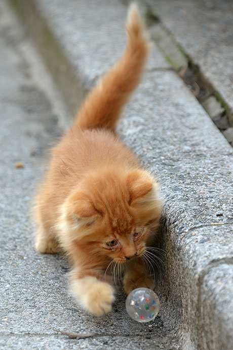街のねこたち