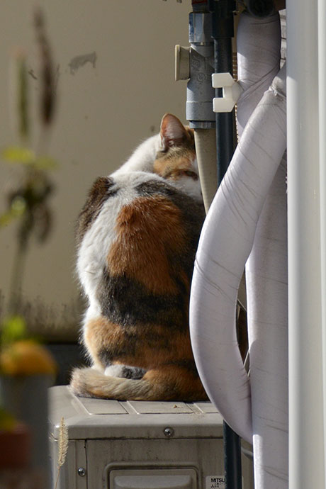 街のねこたち