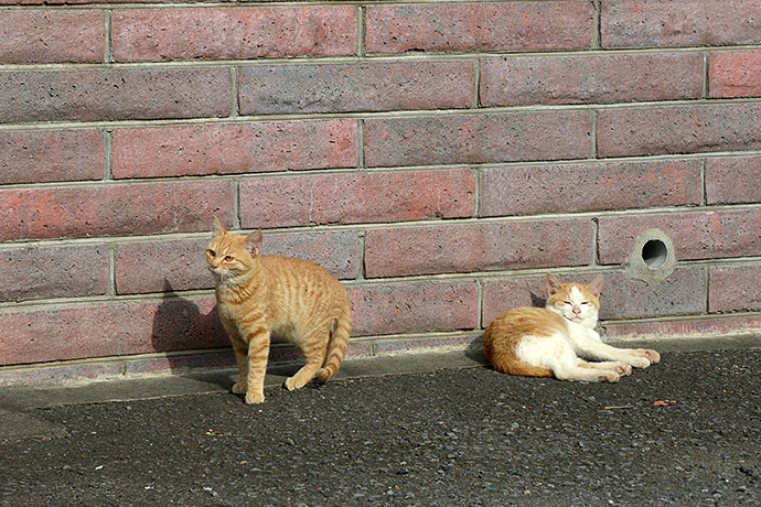 街のねこたち