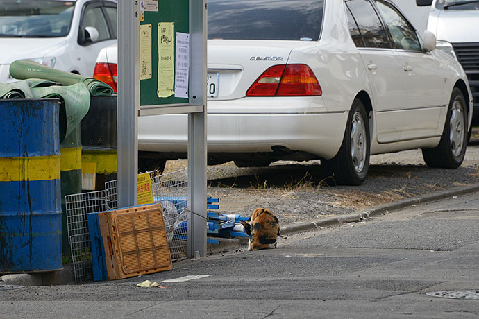 街のねこたち