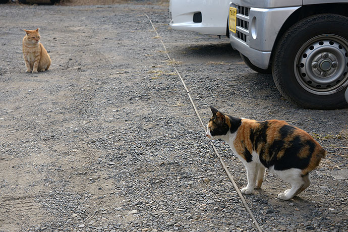 街のねこたち