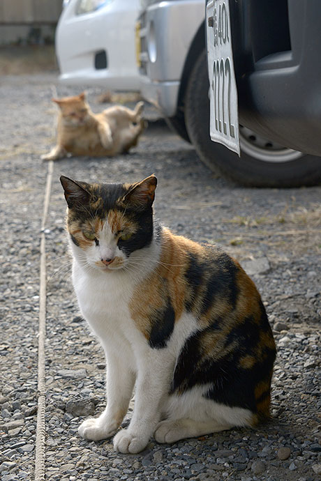 街のねこたち