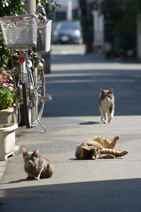 街のねこたち
