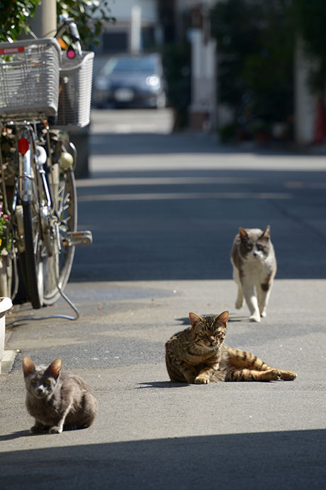 街のねこたち