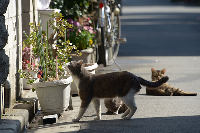 街のねこたち
