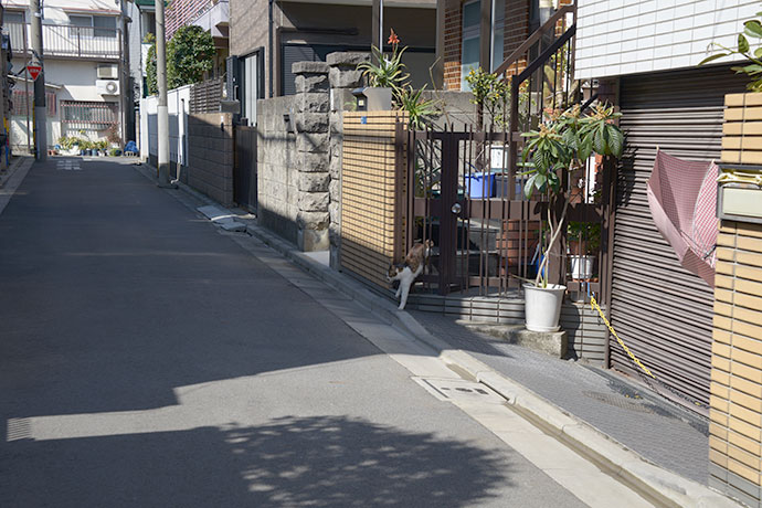 街のねこたち