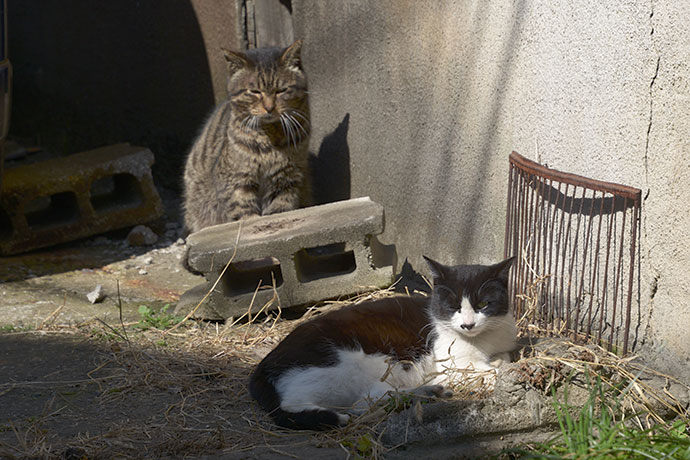 街のねこたち