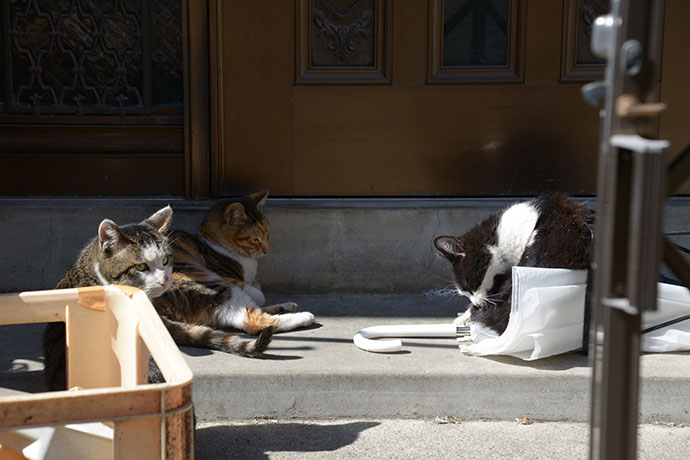 街のねこたち