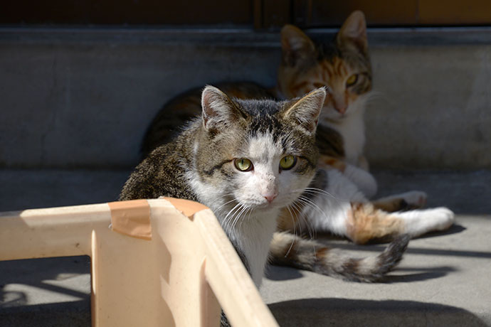 街のねこたち