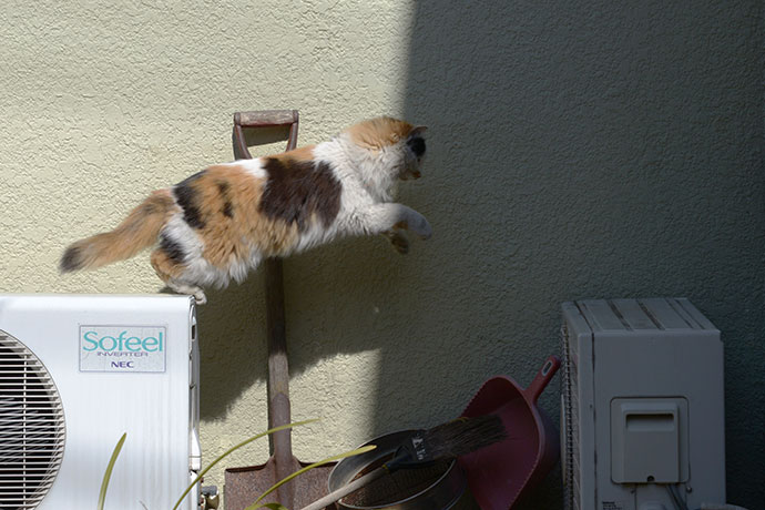街のねこたち