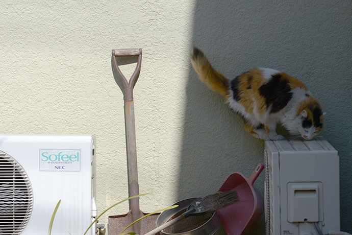 街のねこたち