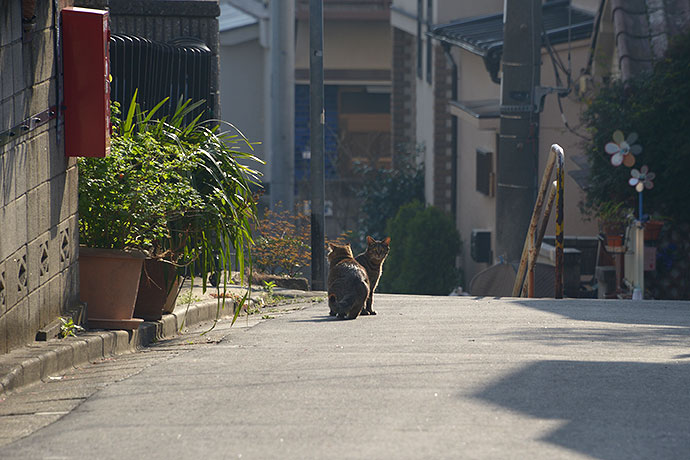 街のねこたち