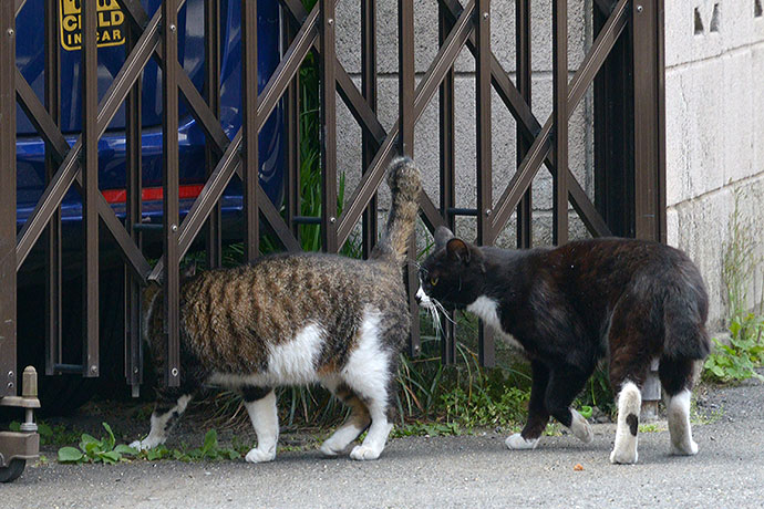 街のねこたち