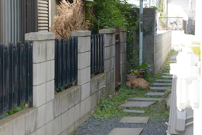 街のねこたち