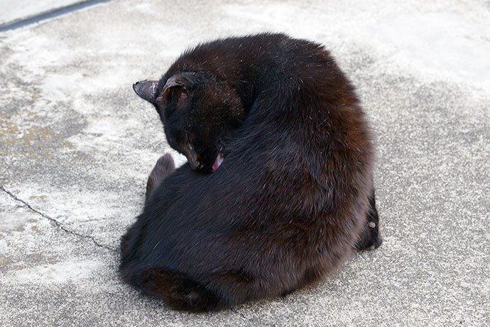 街のねこたち