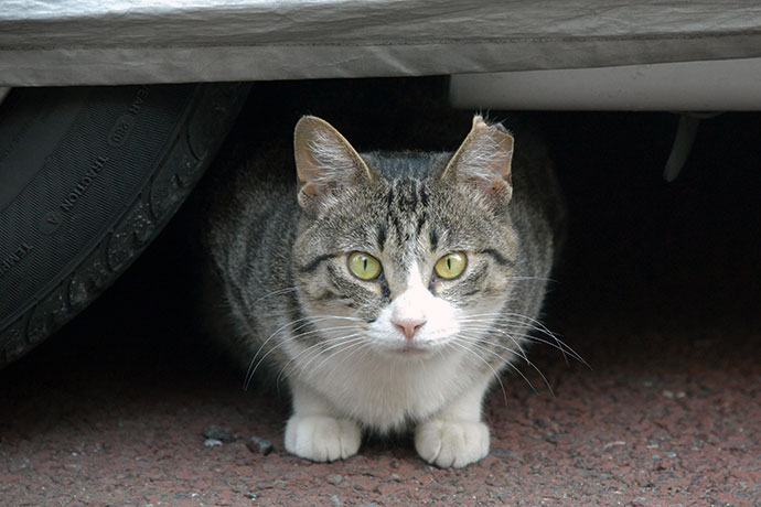街のねこたち