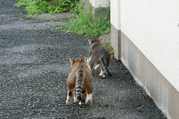 街のねこたち