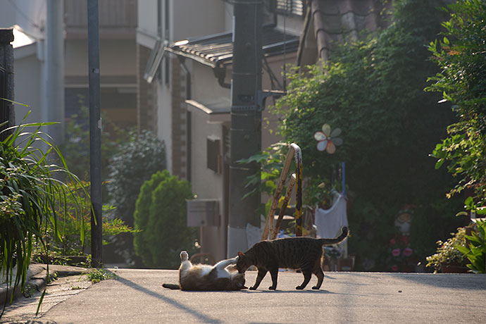 街のねこたち