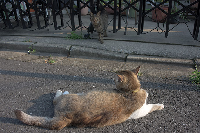 街のねこたち