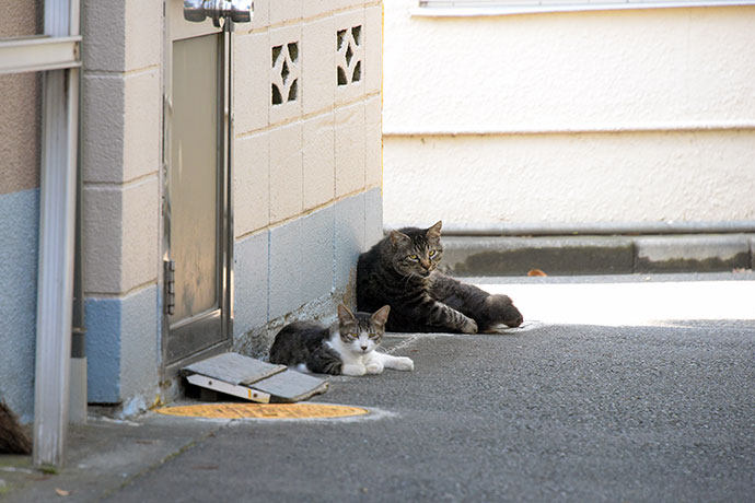 街のねこたち