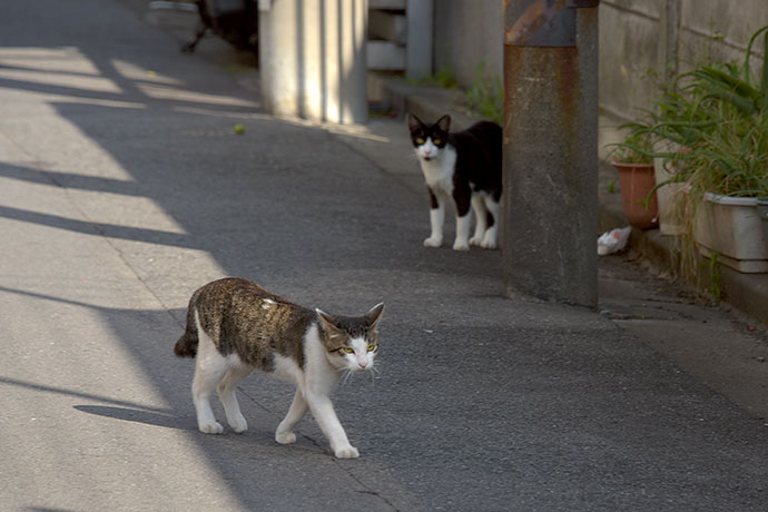 街のねこたち