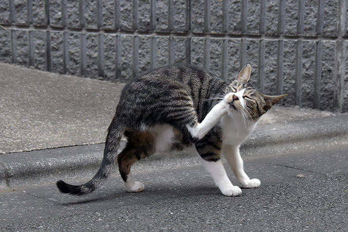 街のねこたち