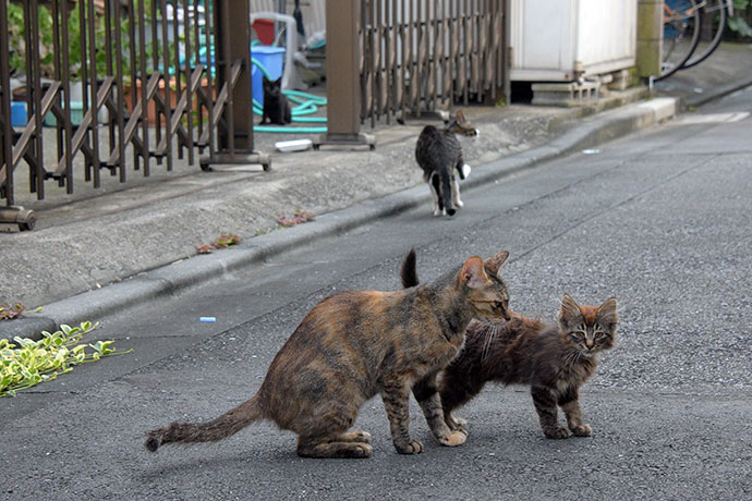街のねこたち