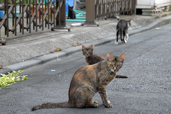 街のねこたち