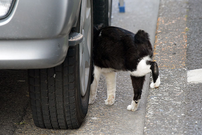街のねこたち