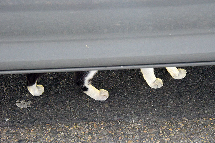 街のねこたち