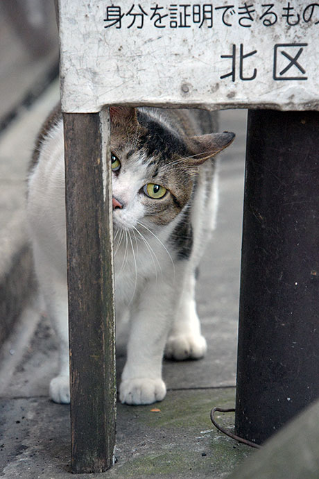 街のねこたち
