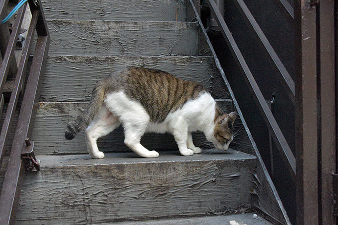 街のねこたち