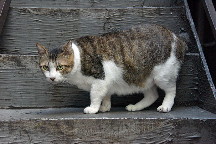 街のねこたち