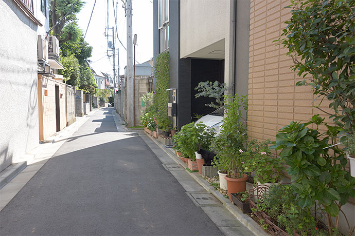 街のねこたち