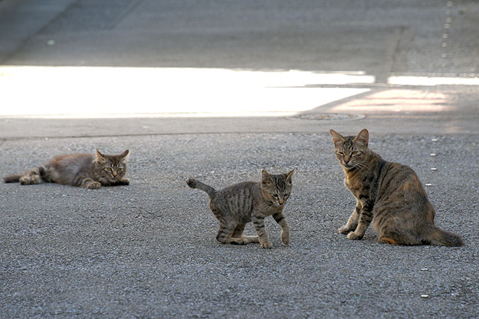 街のねこたち