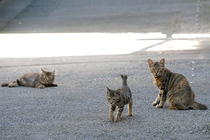 街のねこたち