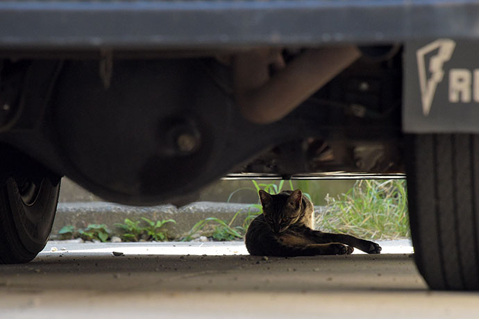 街のねこたち
