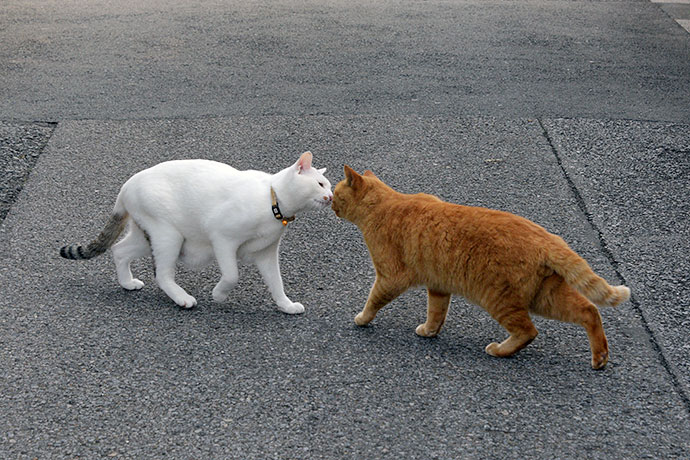 街のねこたち