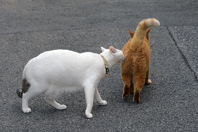 街のねこたち